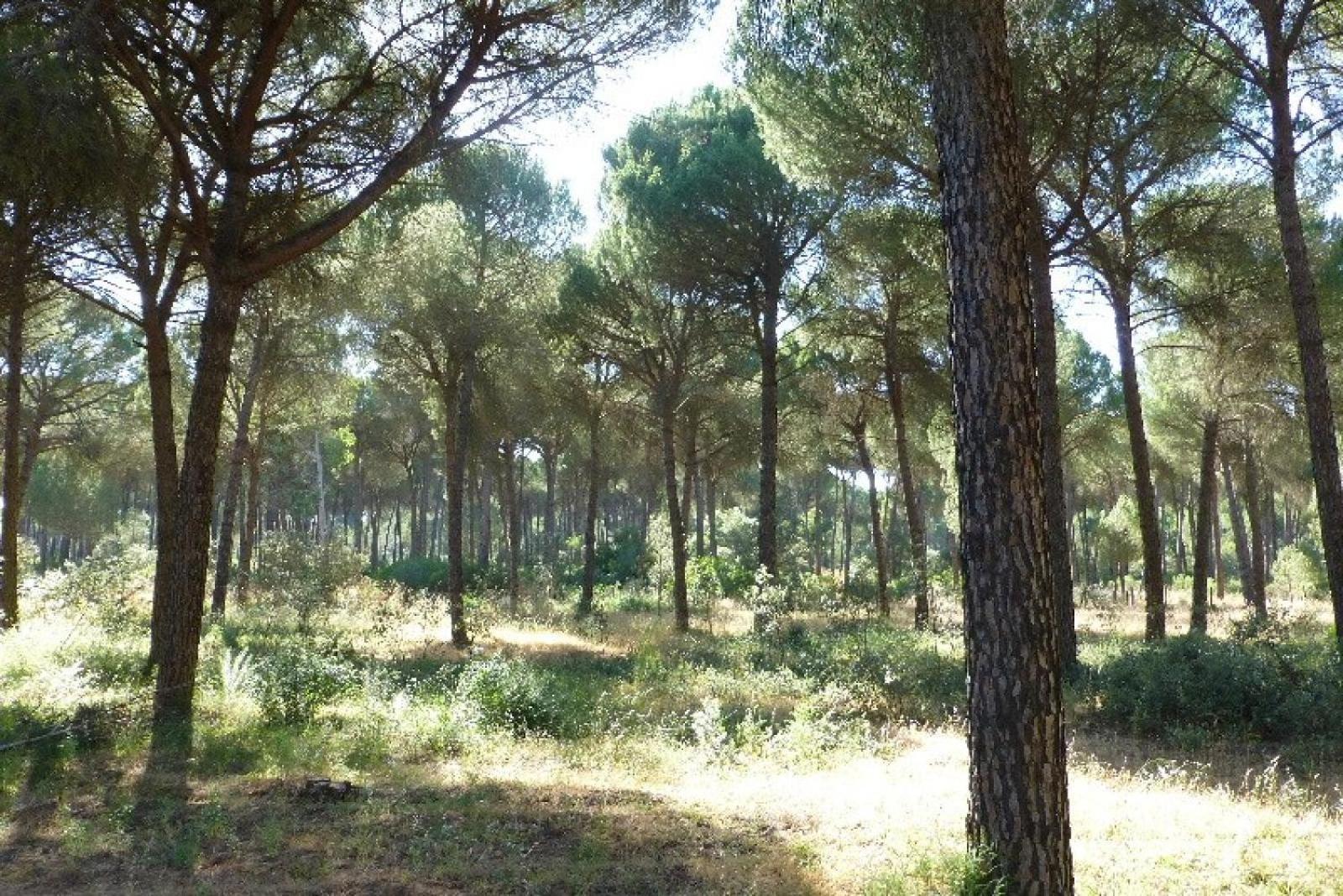 La Suite De La Reina El Rocío Esterno foto
